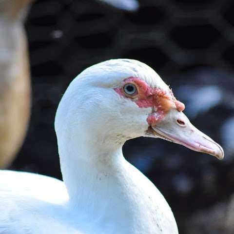 Photo: Five Ducks Farm